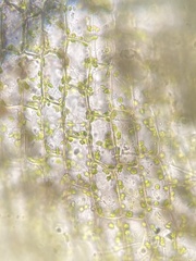 Atrichum crispum