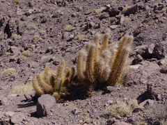 Oreocereus leucotrichus