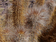 Oreocereus leucotrichus