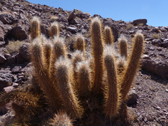 Oreocereus leucotrichus