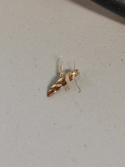 Argyresthia goedartella