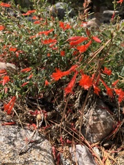 Epilobium canum