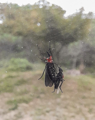 Dilophus pectoralis