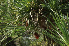 Pandanus cookii