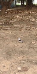 Fluvicola nengeta