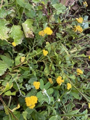 Helichrysum odoratissimum