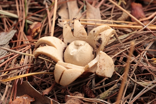 Geastrum triplex