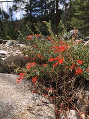 Epilobium canum