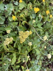 Helichrysum odoratissimum