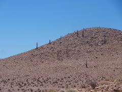 Trichocereus atacamensis