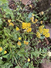 Helichrysum odoratissimum