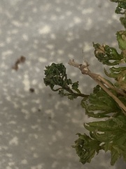 Atrichum crispum