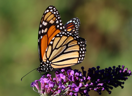 Monarch photographed in Rhode Island
