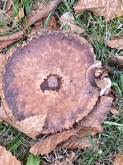 Paxillus cuprinus