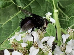 Juriniopsis