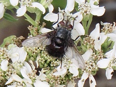 Juriniopsis