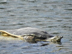 Apalone spinifera emoryi