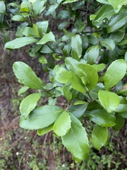 Cassipourea malosana