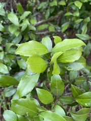 Cassipourea malosana