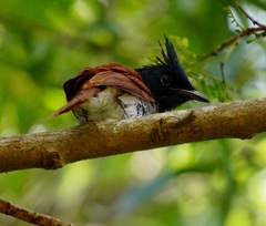 Terpsiphone paradisi