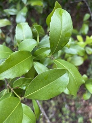 Cassipourea malosana