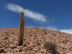 Trichocereus atacamensis
