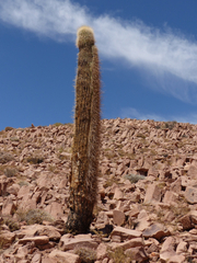 Trichocereus atacamensis