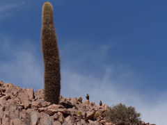 Trichocereus atacamensis