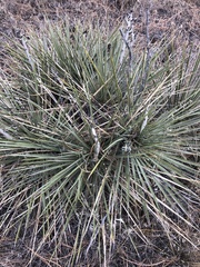 Yucca glauca