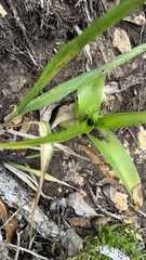 Albuca bracteata