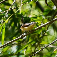 Prinia socialis