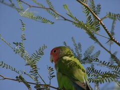 Agapornis roseicollis