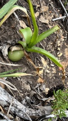 Albuca bracteata