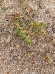 Euphorbia polygonifolia