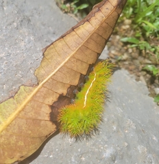 Automeris liberia