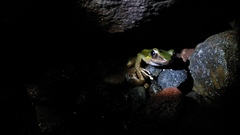 Odorrana hosii