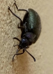 Lagria villosa