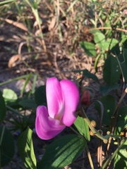 Canavalia rosea