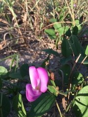 Canavalia rosea