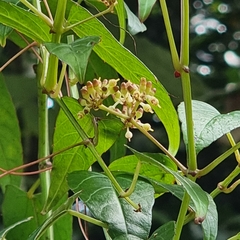 Cissus hastata