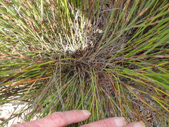 Restio triticeus