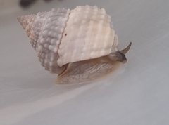Cenchritis muricatus