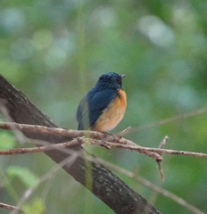 Cyornis tickelliae