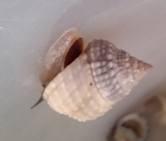 Cenchritis muricatus