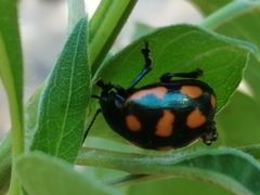 Labidomera suturella