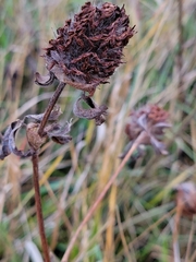 Trifolium pratense