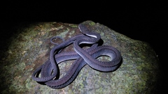 Xenodermus javanicus