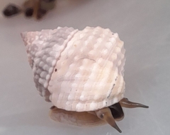 Cenchritis muricatus