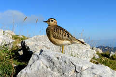Charadrius morinellus