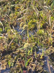 Cyperus blepharoleptos